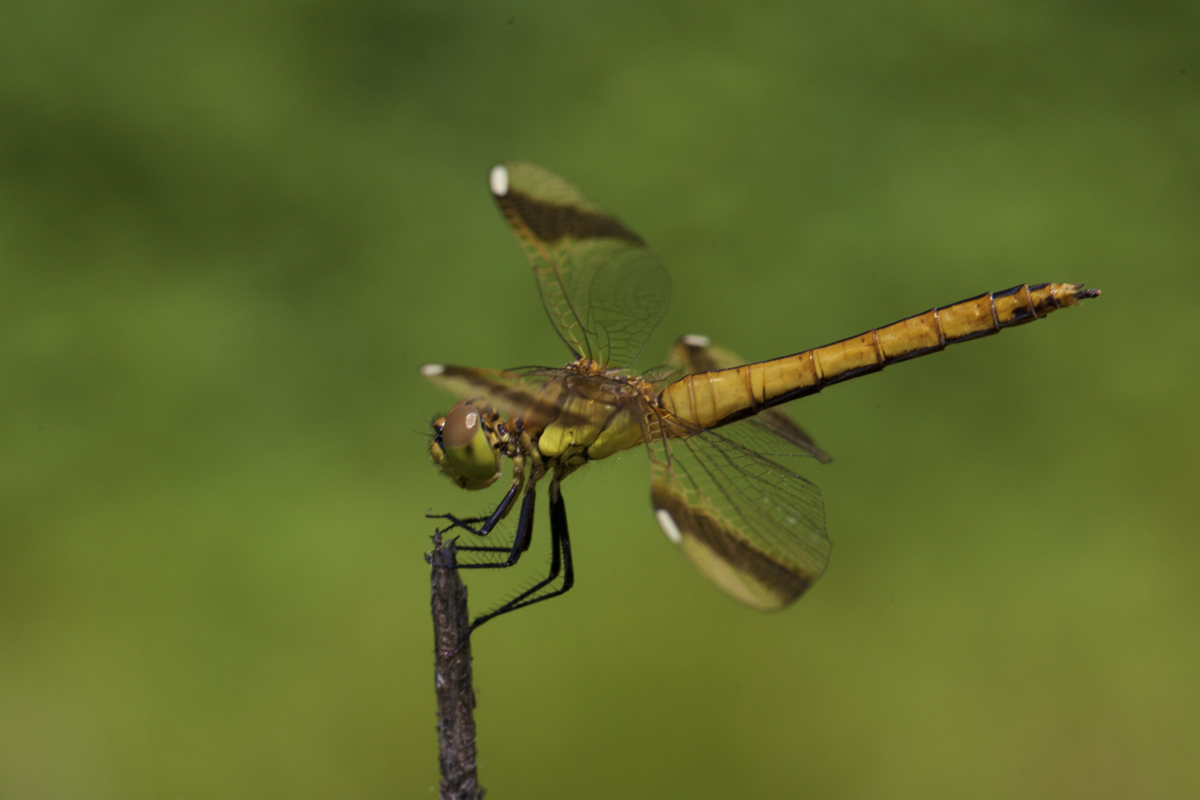 Sympetrum pedemontanum