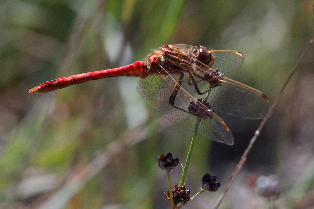 Sympetrum ......