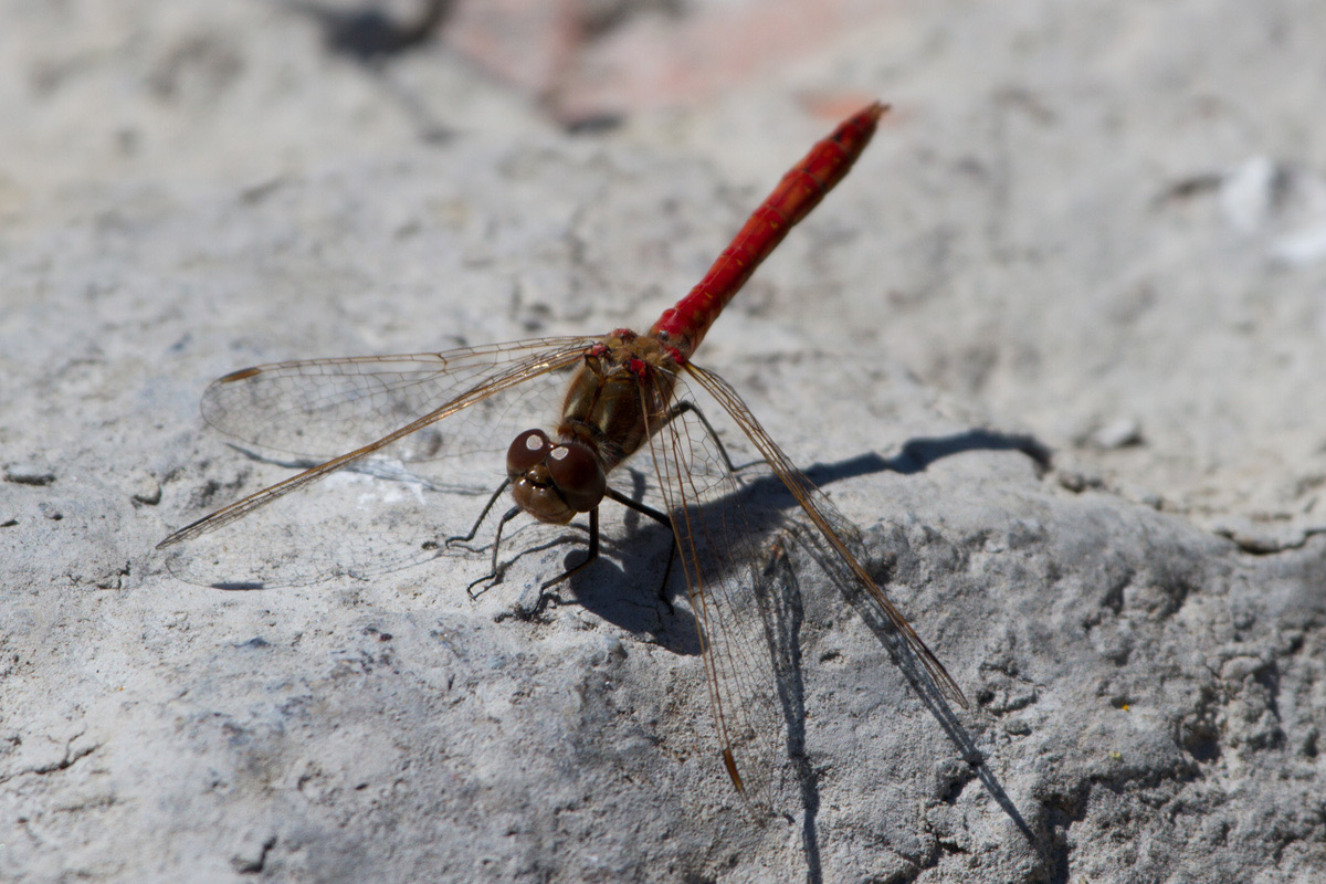 Sympetrum ......