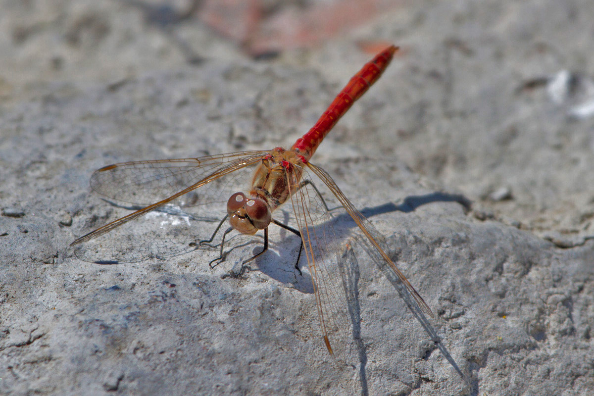 Sympetrum ......