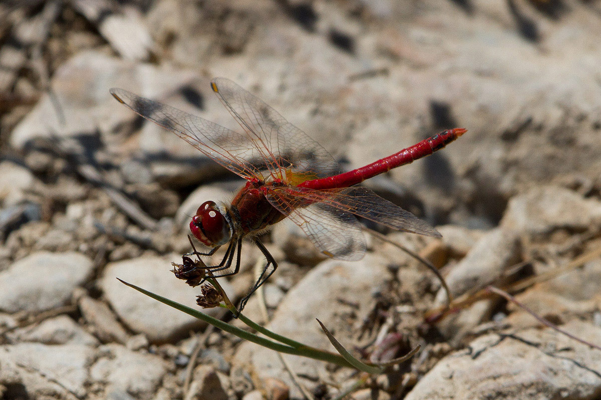 Sympetrum ......