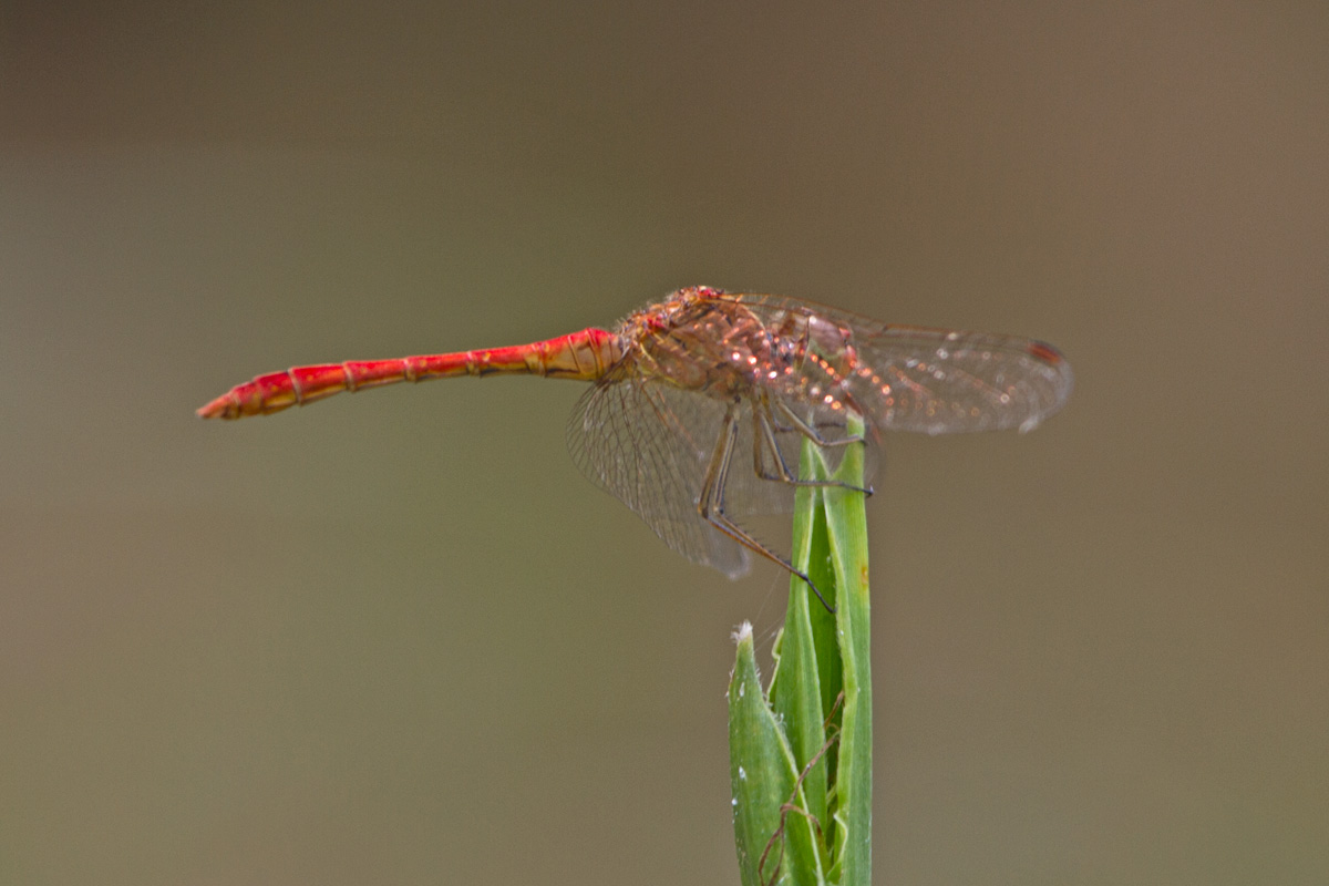 Sympetrum vulgatum !!!