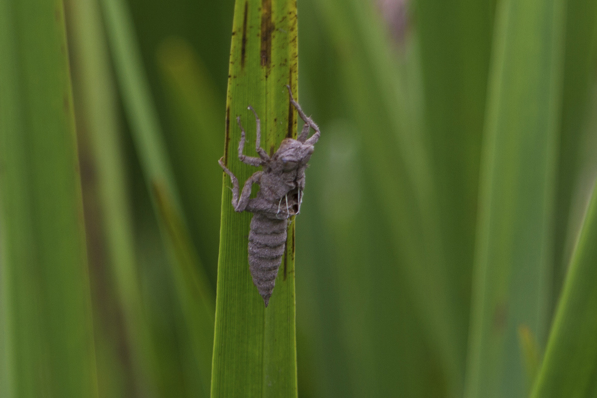 Exuvia da identificare