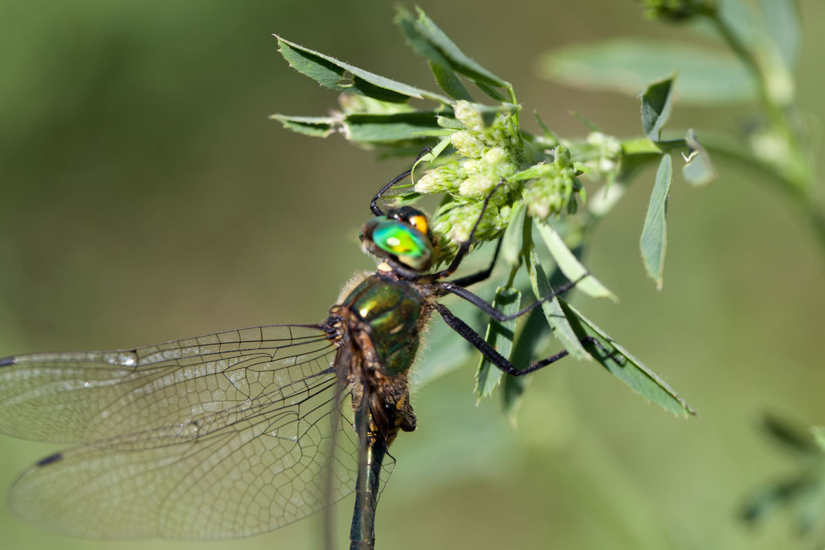 Somatochlora meridionalis ?