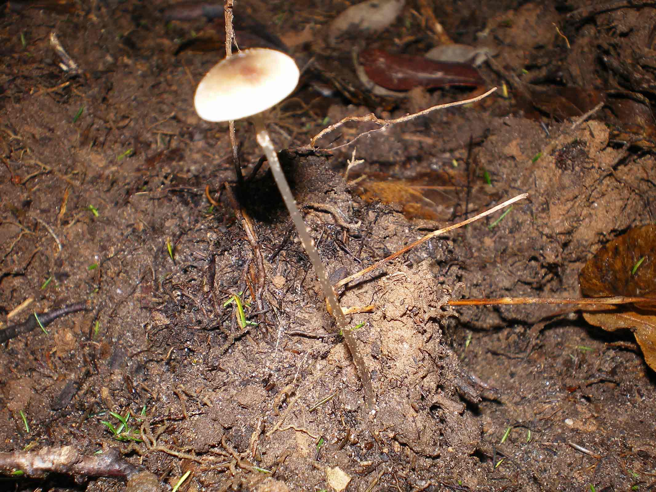 stamani 31.12.2010...piccoli funghi