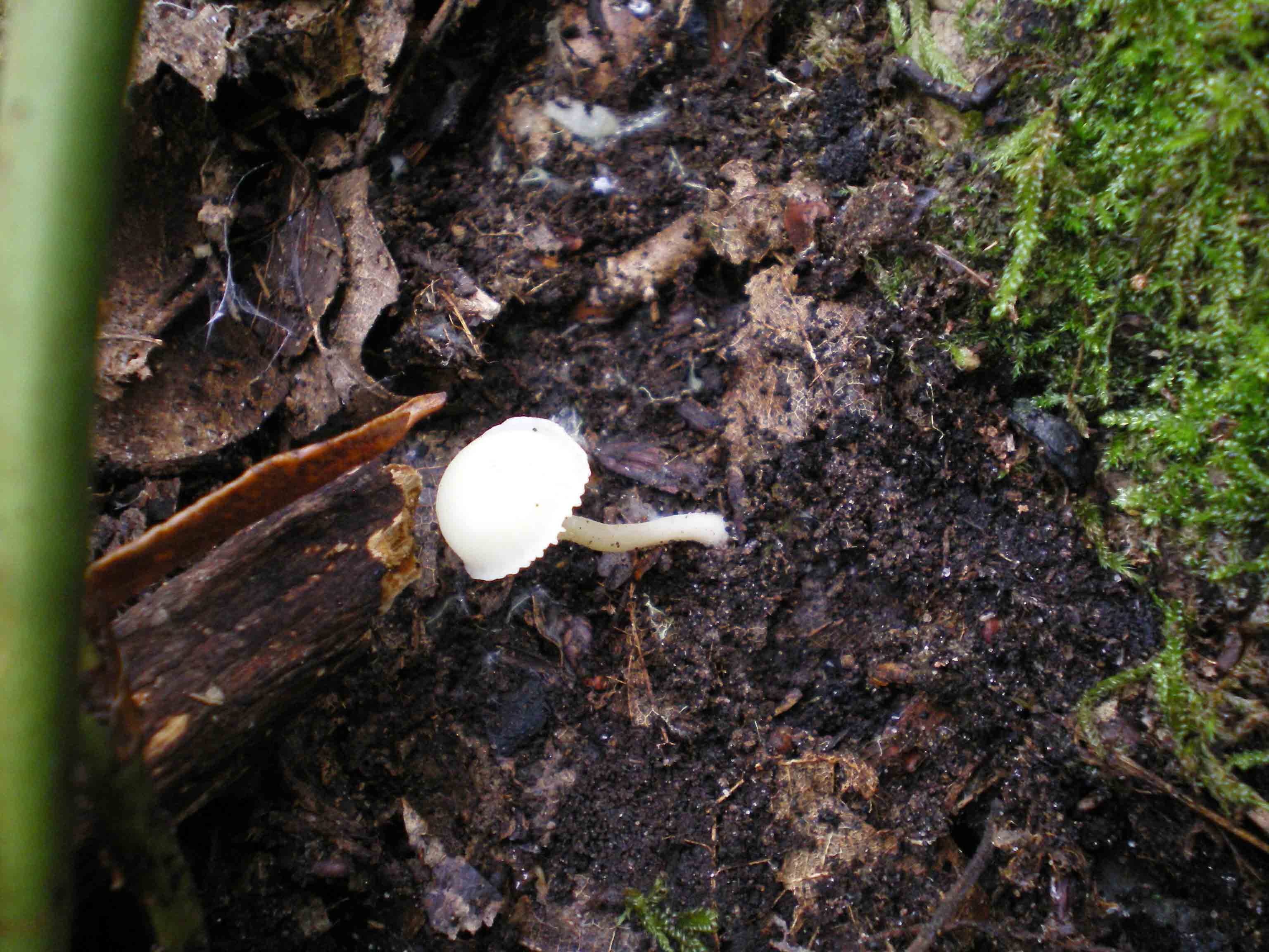 stamani 31.12.2010...piccoli funghi