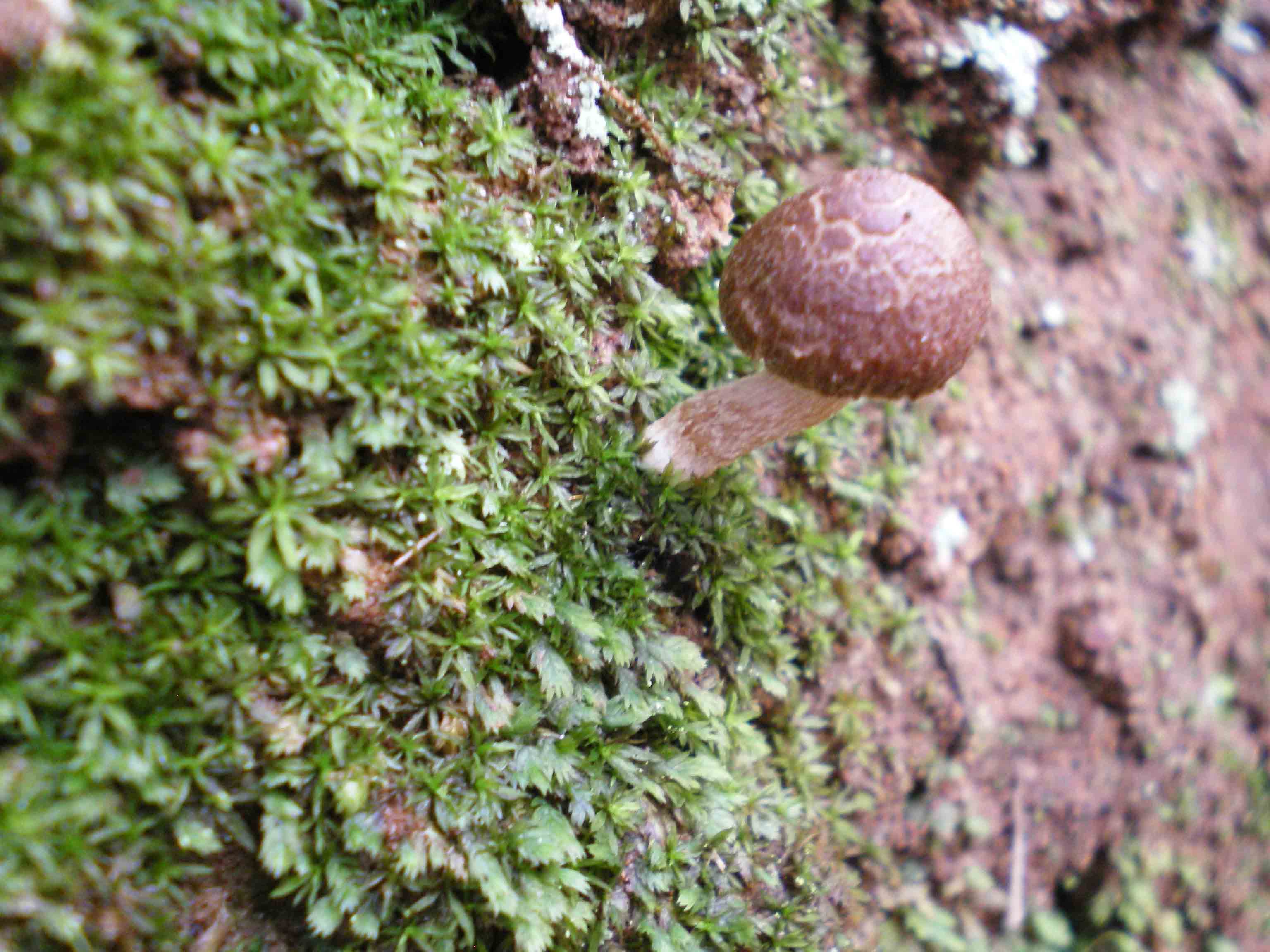 stamani 31.12.2010...piccoli funghi