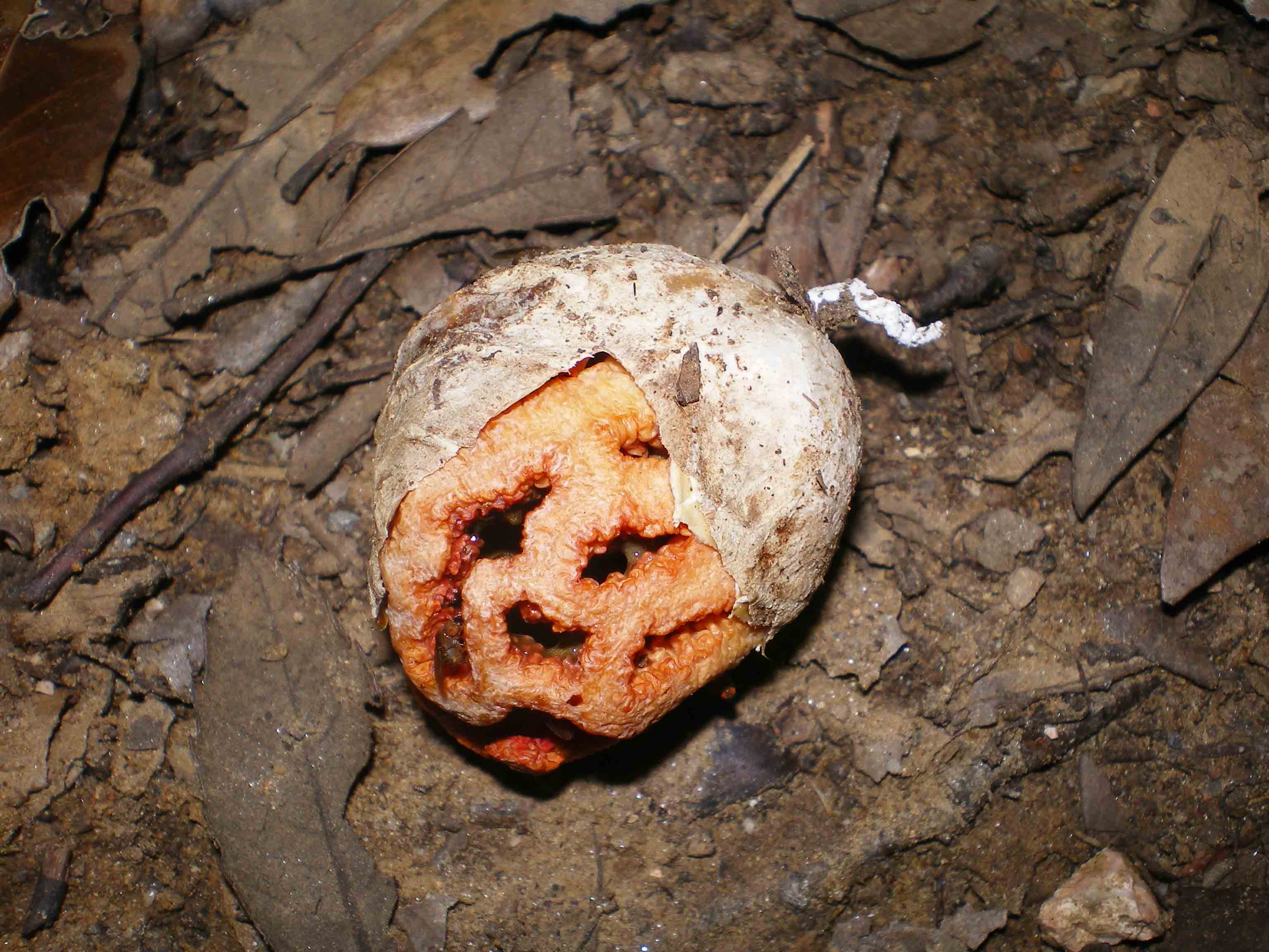 Clathrus ruber fotog.il16.04.2011.