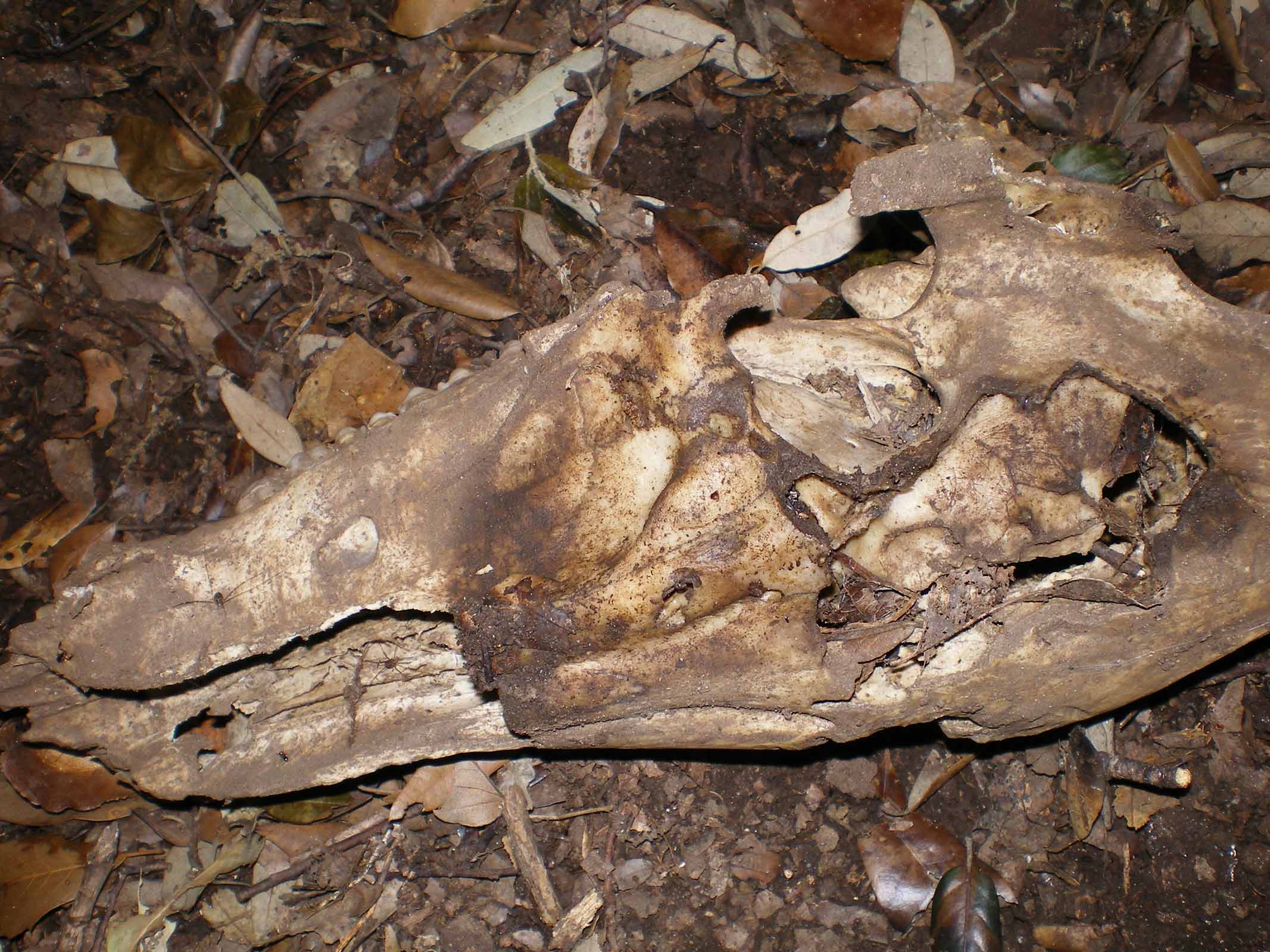 Cranio e dentatura superiore cinghiale