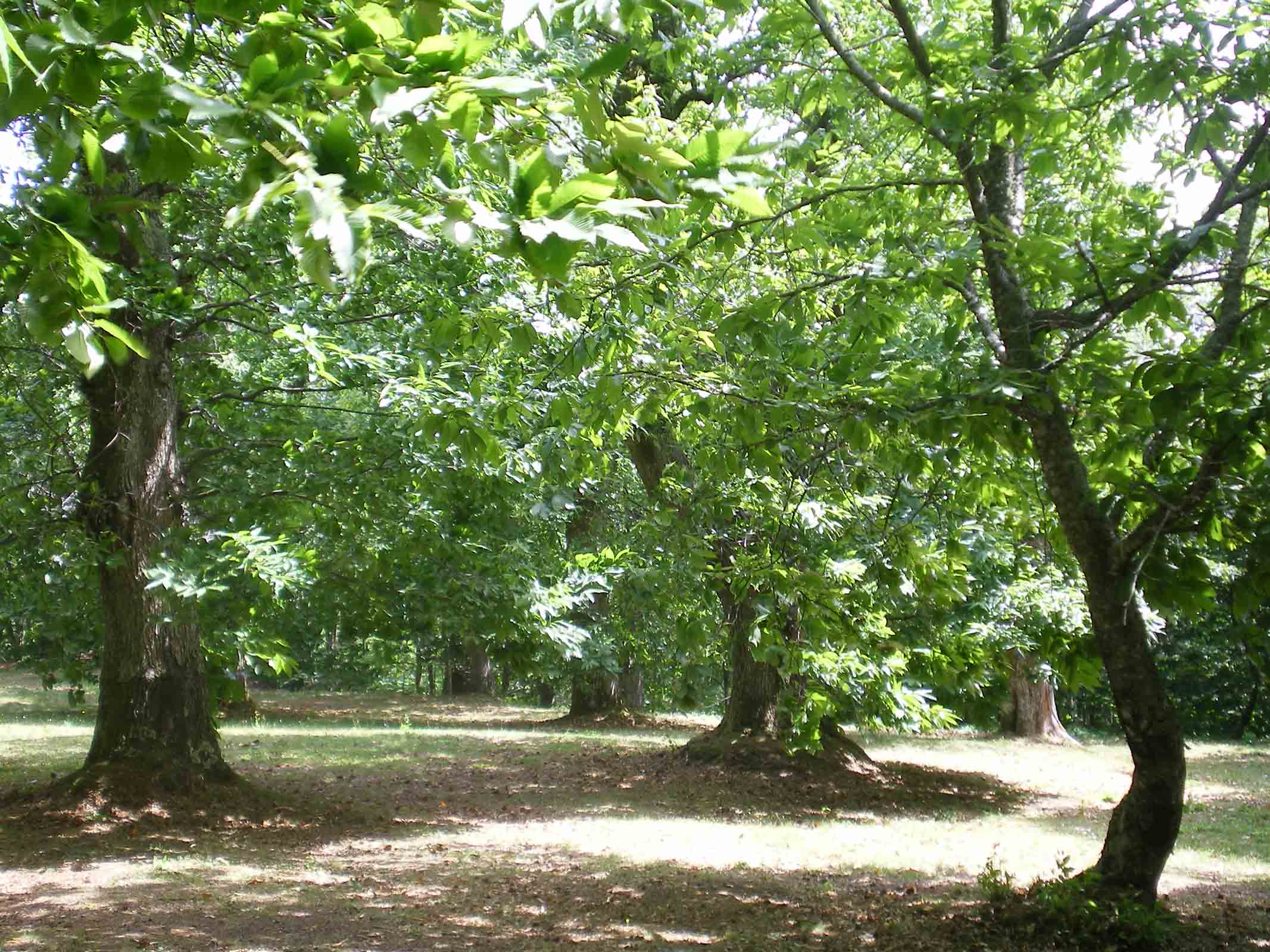 Passeggiata in collina 2011 luglio