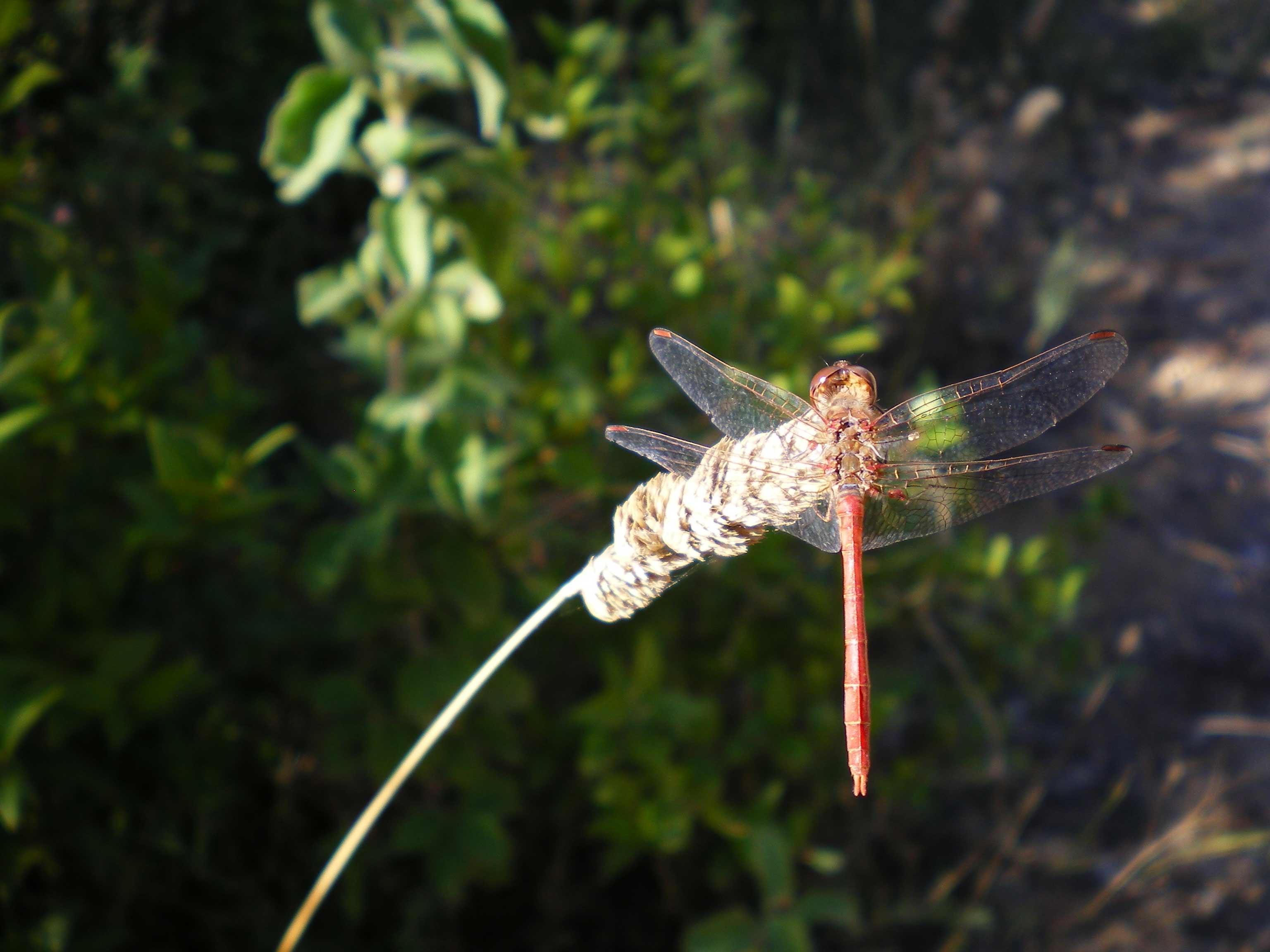 Libellula e farfalle da ID