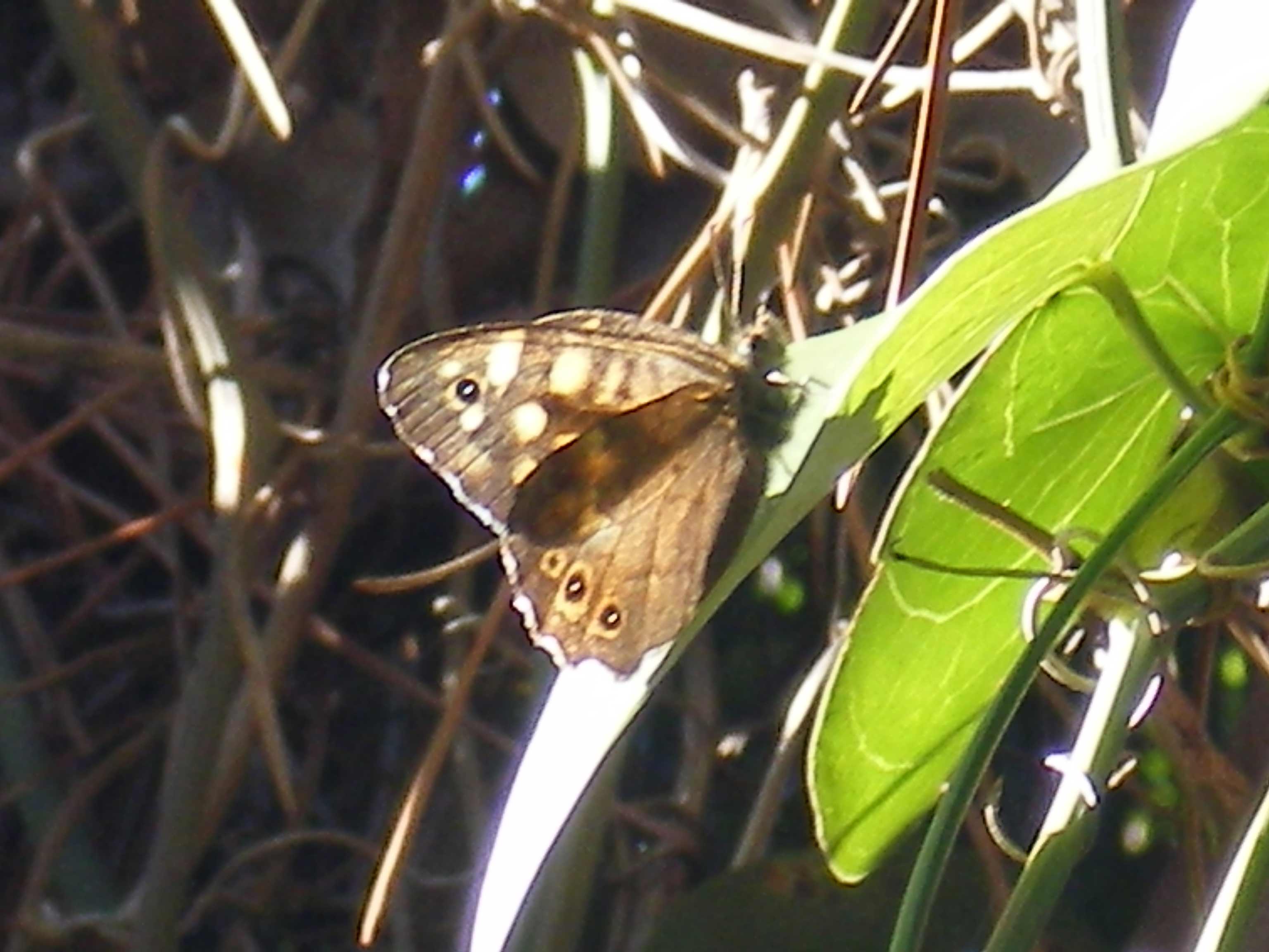 Libellula e farfalle da ID