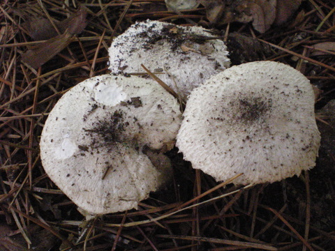 Lepiota??