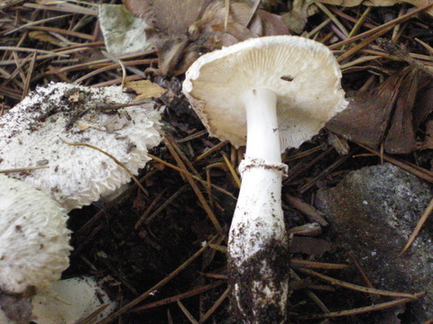 Lepiota??