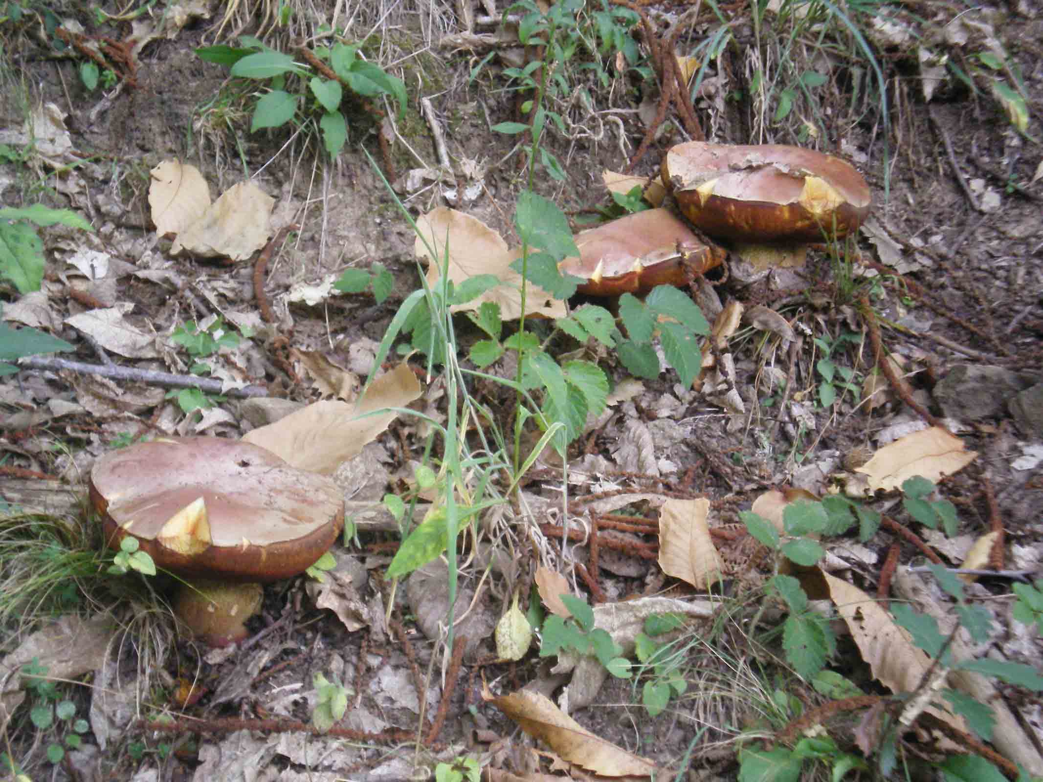 Ferragosto tra B. queletii e B. erythropus