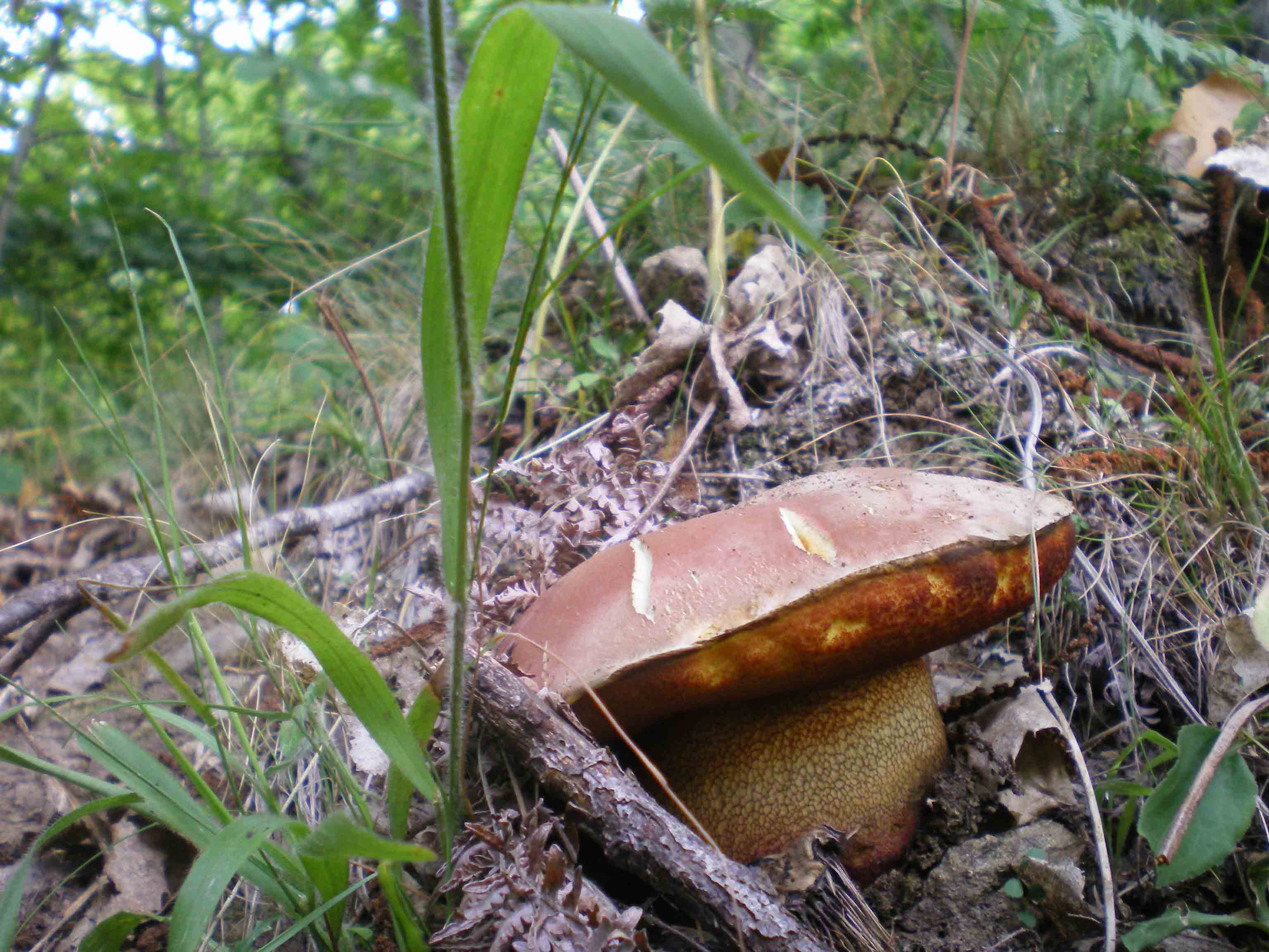 Ferragosto tra B. queletii e B. erythropus