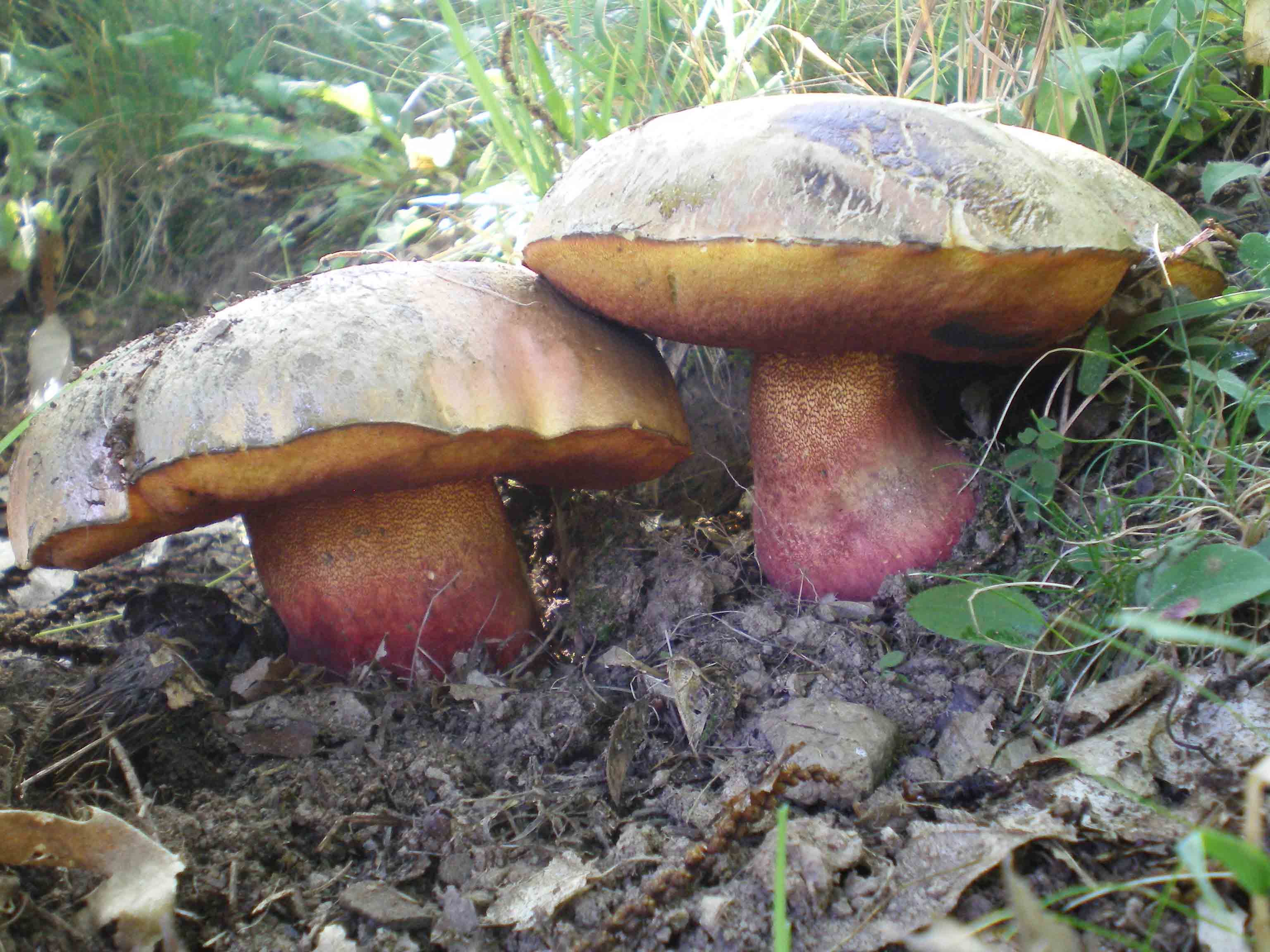 Ferragosto tra B. queletii e B. erythropus