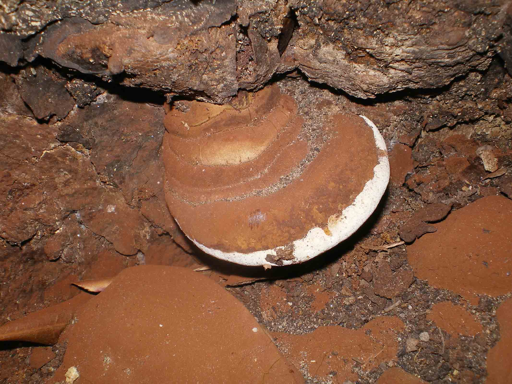 richiesta per Ganoderma carnosum