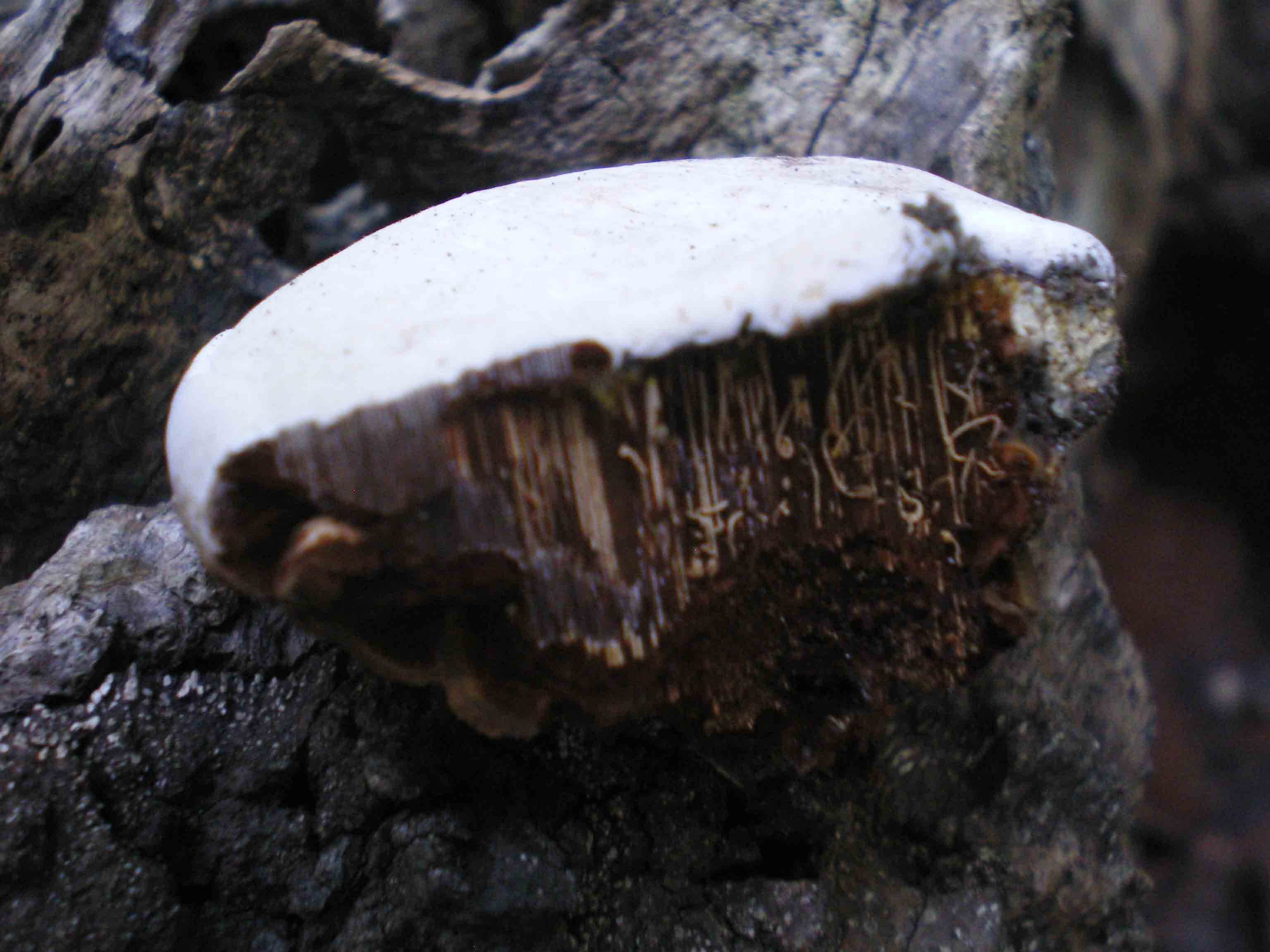 richiesta per Ganoderma carnosum