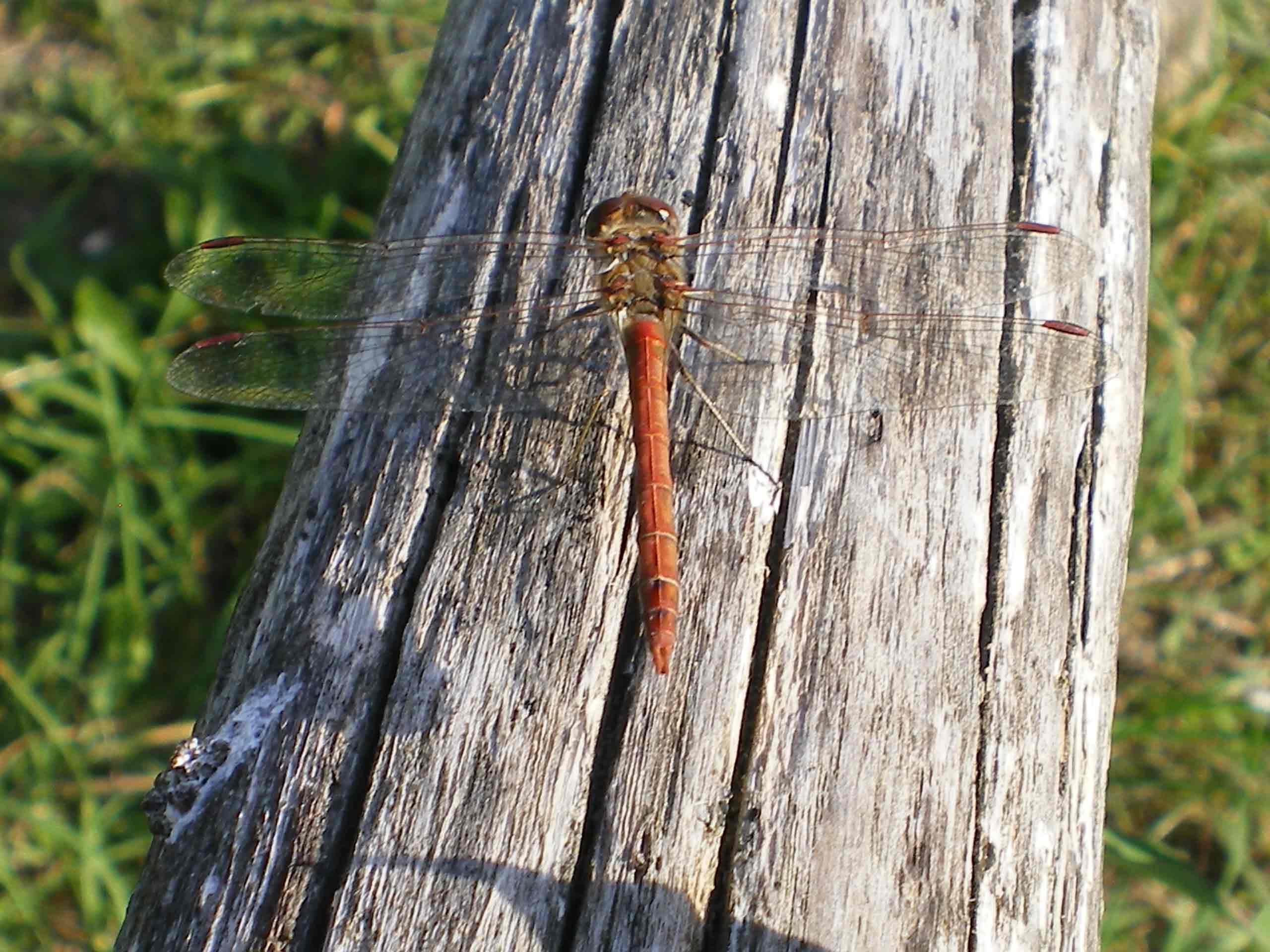 Libellula saturata??