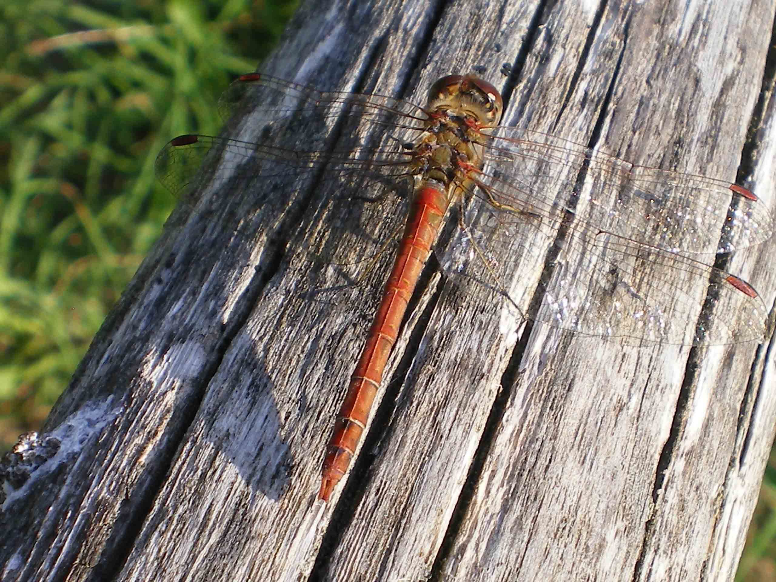 Libellula saturata??