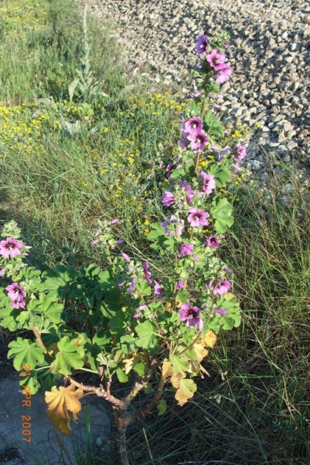 Lavatera arborea