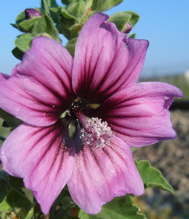 Lavatera arborea