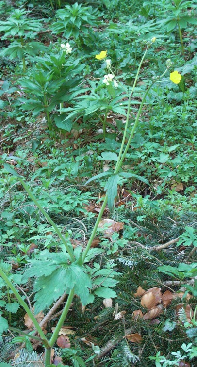 Nella faggeta - Ranunculus sp.