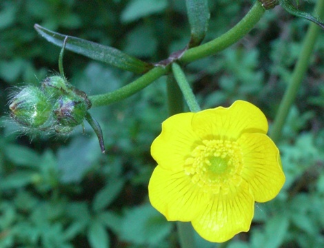 Nella faggeta - Ranunculus sp.