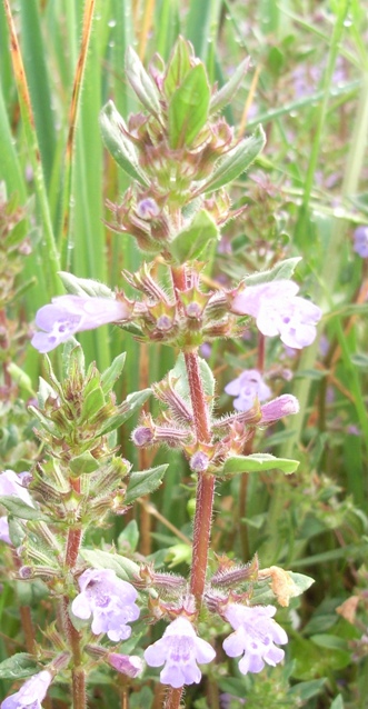 Micromeria graeca