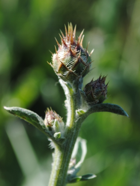 Centaurea?