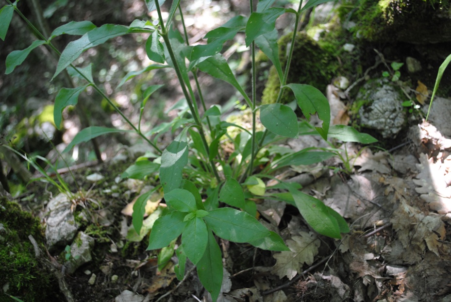 Silene viridiflora