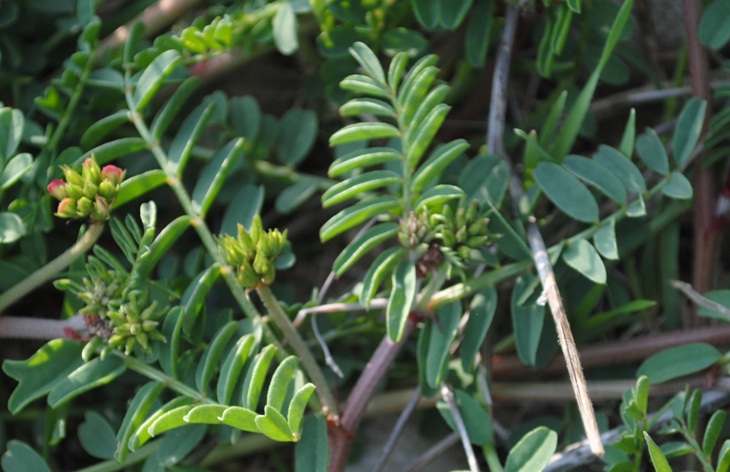 Sulla capitata (=Hedysarum glomeratum) / Sulla annuale