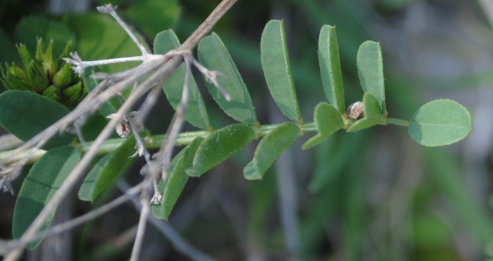 Sulla capitata (=Hedysarum glomeratum) / Sulla annuale