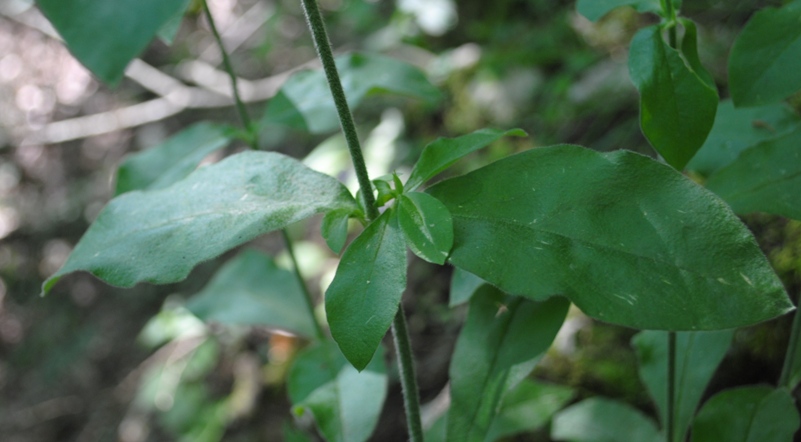 Silene viridiflora