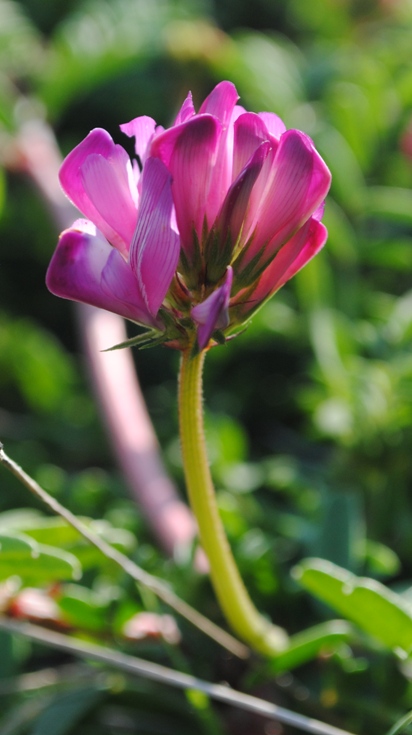 Sulla capitata (=Hedysarum glomeratum) / Sulla annuale