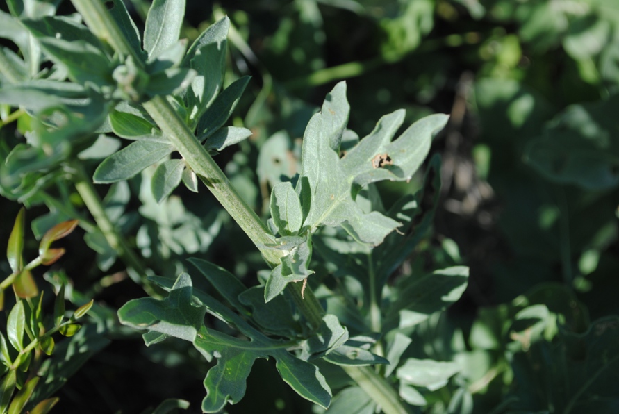 Centaurea?