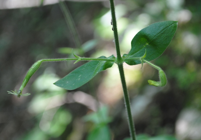 Silene viridiflora