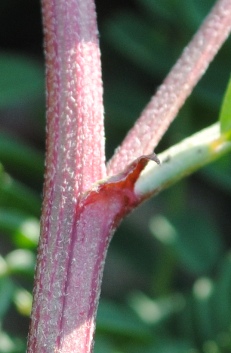 Sulla capitata (=Hedysarum glomeratum) / Sulla annuale