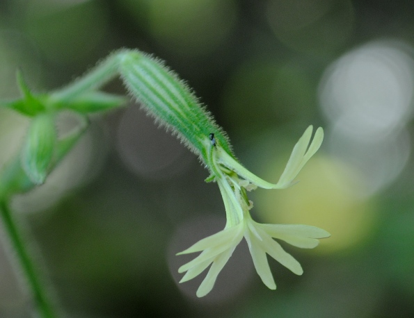 Silene viridiflora