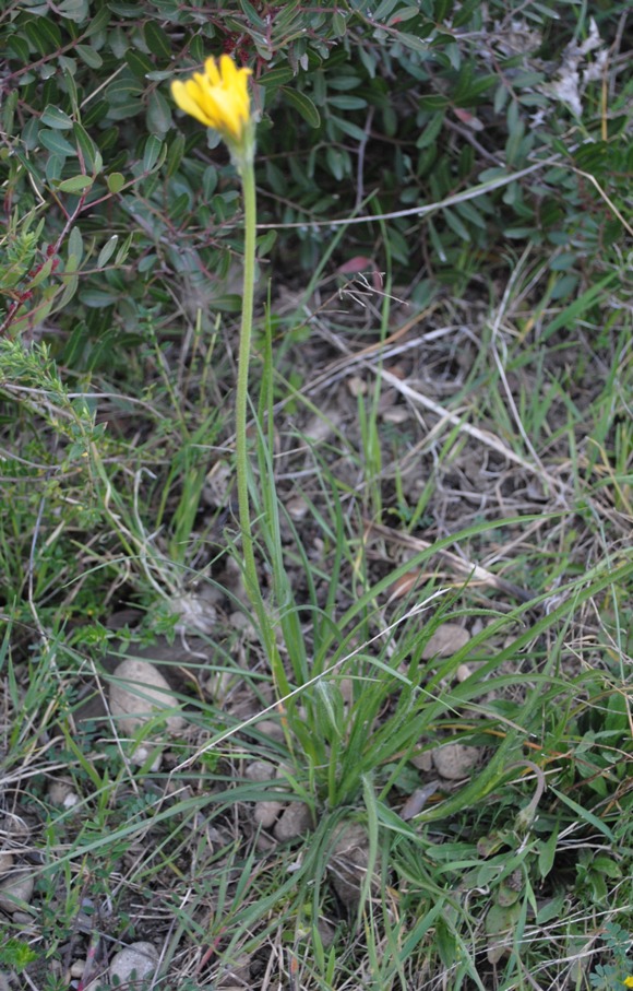 Scorzonera villosa / Scorzonera spinulosa