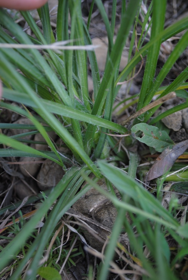 Scorzonera villosa / Scorzonera spinulosa