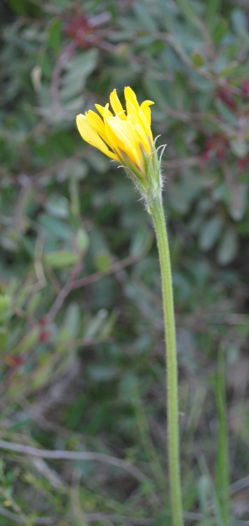 Scorzonera villosa / Scorzonera spinulosa