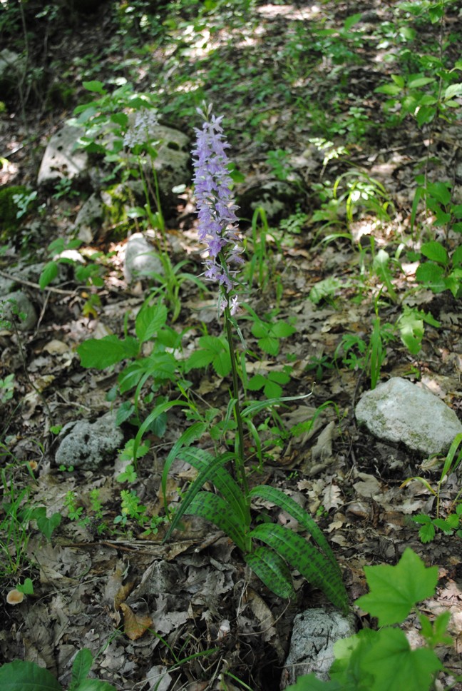 Dactylorhiza maculata ?