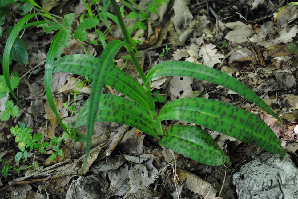 Dactylorhiza maculata ?