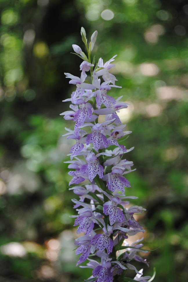 Dactylorhiza maculata ?