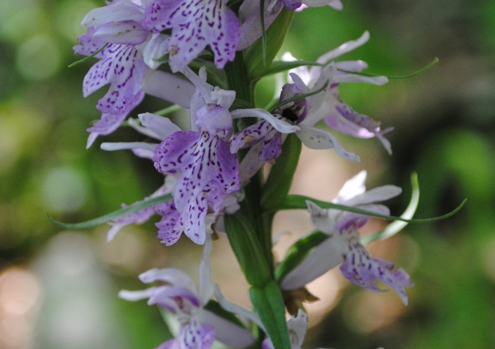 Dactylorhiza maculata ?