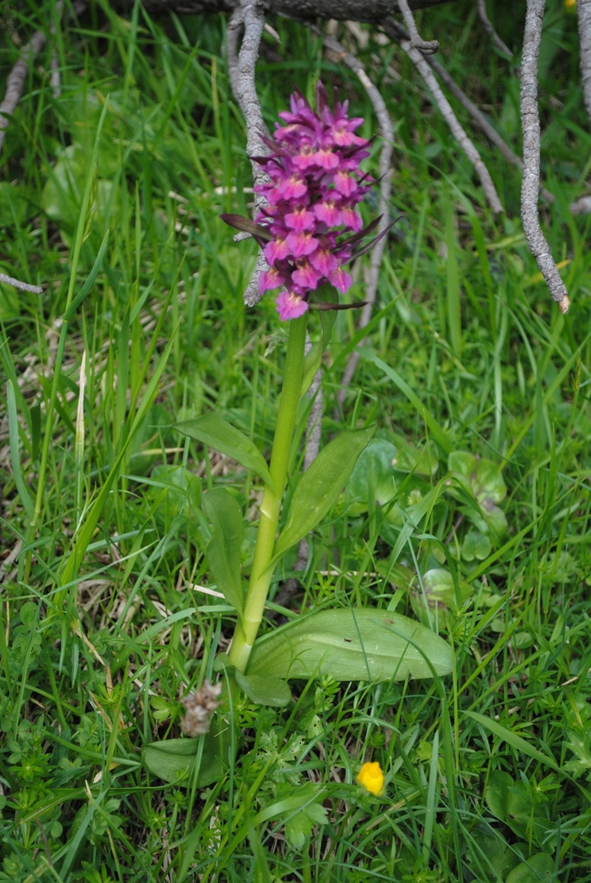 Altra Dactylorhiza?