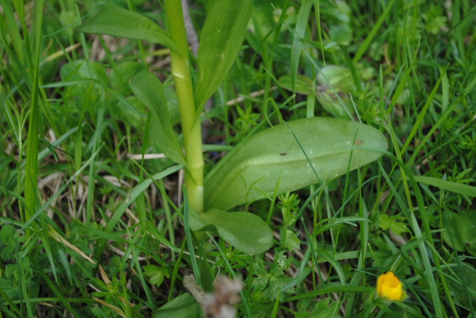 Altra Dactylorhiza?