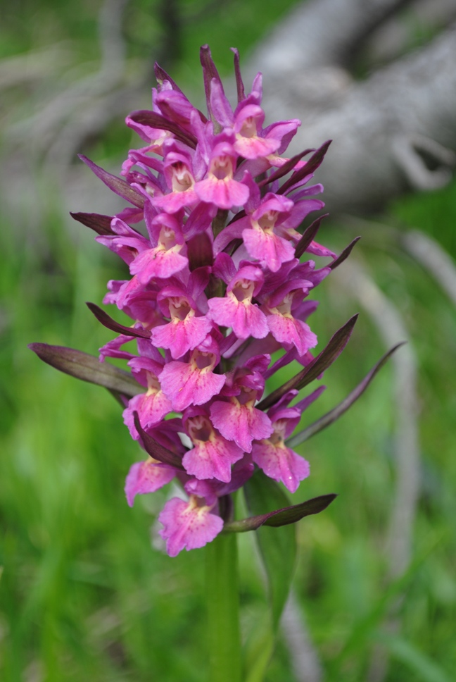 Altra Dactylorhiza?